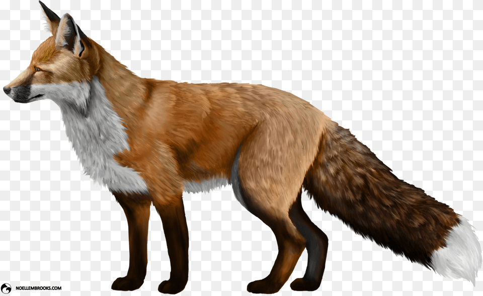 Fox, Animal, Canine, Mammal, Red Fox Free Png