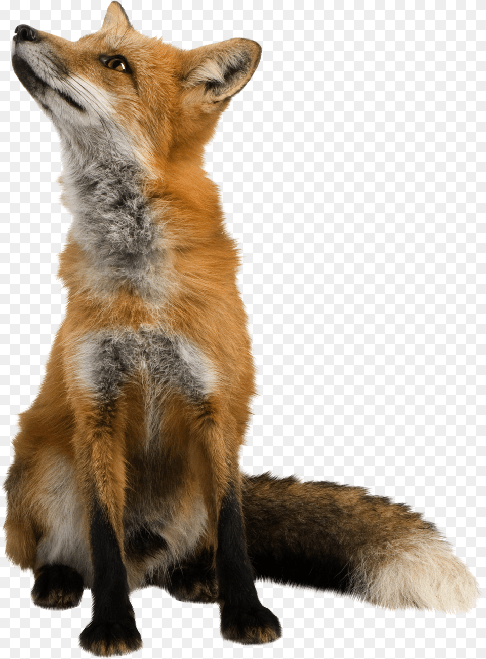 Fox, Animal, Canine, Mammal, Red Fox Free Transparent Png