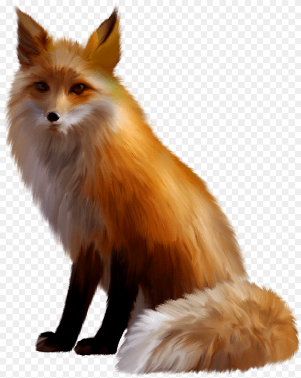 Fox, Animal, Canine, Mammal, Red Fox Free Png