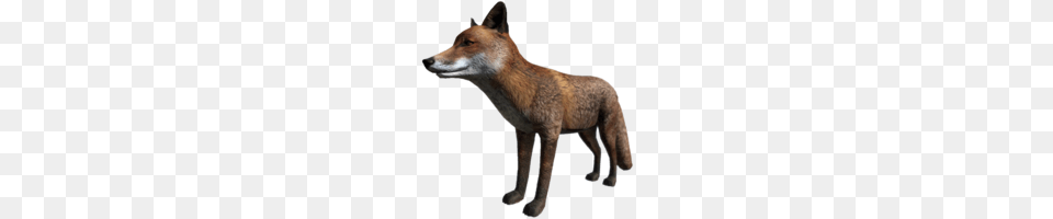 Fox, Animal, Mammal, Wildlife, Canine Free Transparent Png