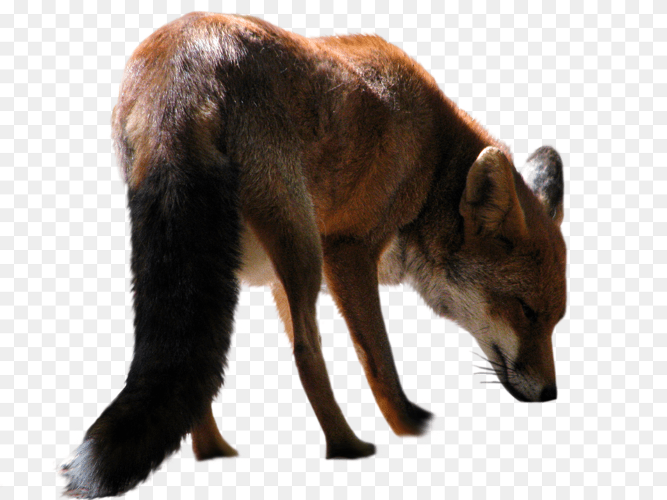 Fox, Animal, Pet, Mammal, Dog Png Image