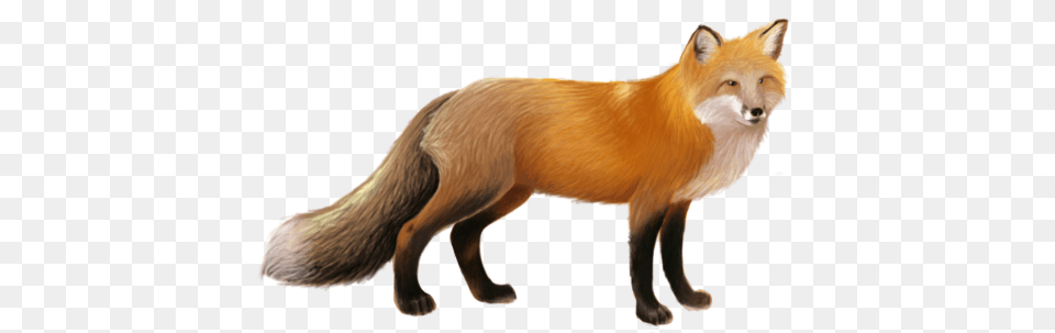 Fox, Animal, Mammal, Wildlife, Canine Free Transparent Png