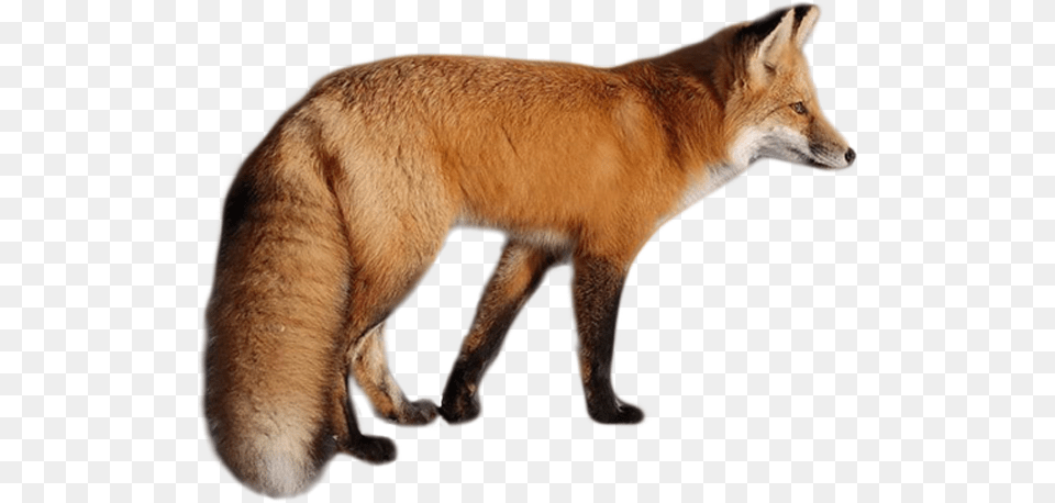 Fox, Animal, Canine, Dog, Mammal Free Transparent Png