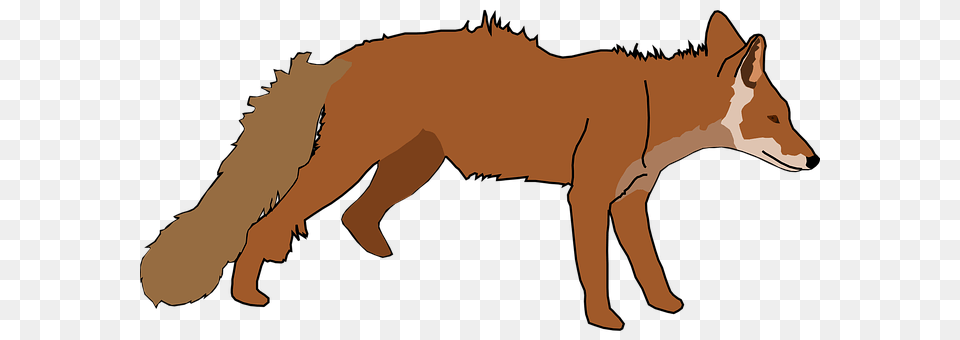 Fox Animal, Coyote, Mammal, Baby Free Transparent Png