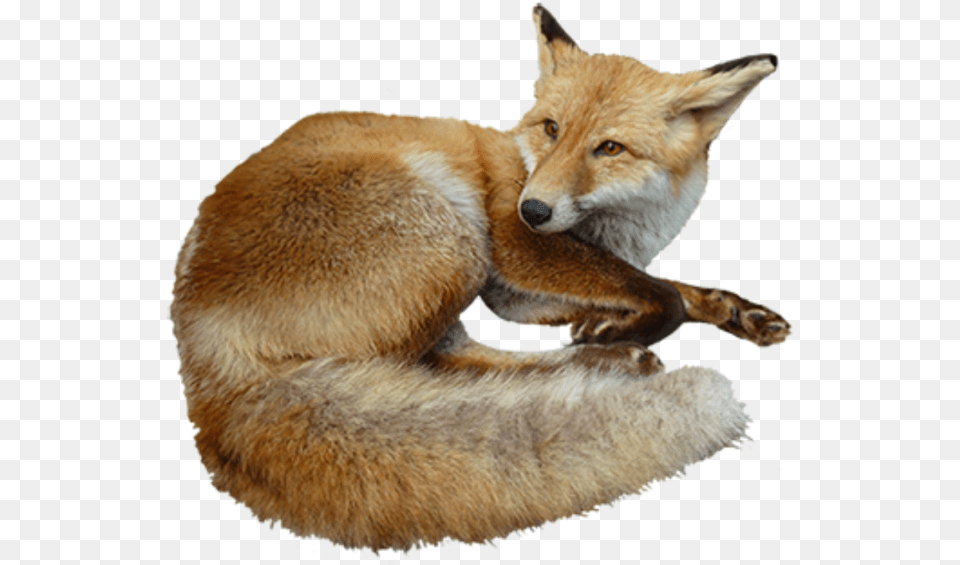 Fox, Animal, Canine, Mammal, Red Fox Png Image