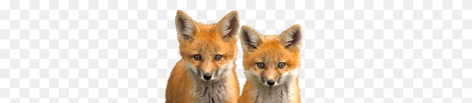 Fox, Animal, Mammal, Wildlife, Canine Free Png