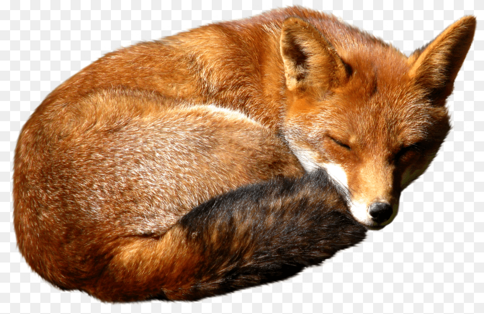 Fox, Animal, Canine, Dog, Mammal Png
