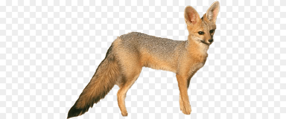 Fox Background Image Swift Fox, Animal, Canine, Kit Fox, Mammal Free Png