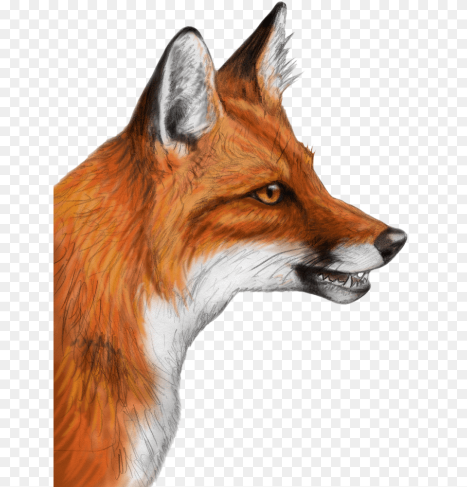 Fox Clipart Christmas For Realistic Fox Drawing, Animal, Canine, Mammal, Red Fox Free Png