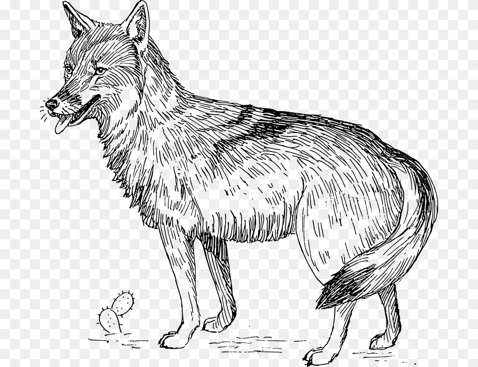 Fox Clipart Desert Fox Coyote Clipart Black And White, Gray Free Png Download