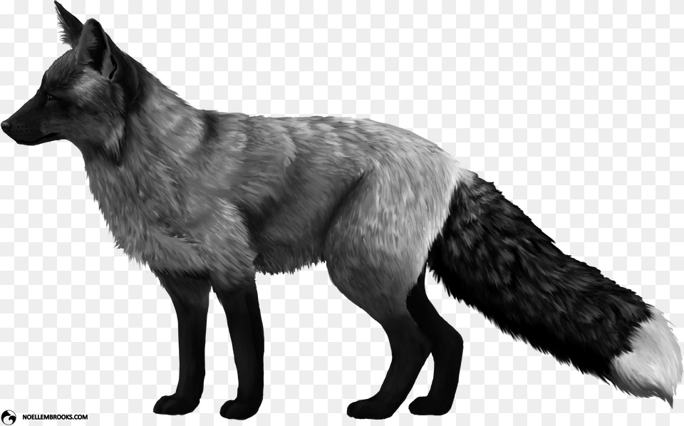 Fox Domestication And Pet Ownership Black Piebald In Fox, Animal, Bird, Mammal, Coyote Free Png Download