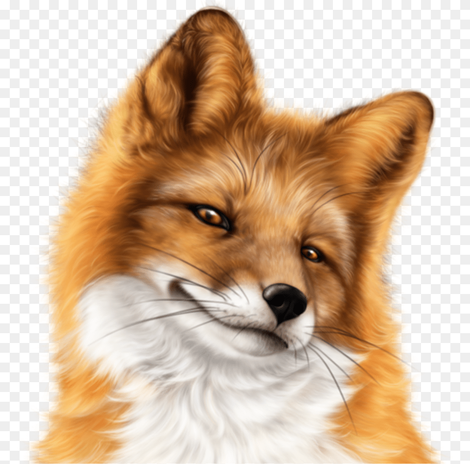 Fox Face, Animal, Canine, Mammal, Red Fox Free Png