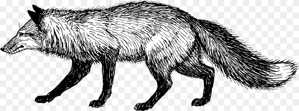 Fox Fox Black And White, Animal, Mammal, Wildlife, Canine Free Transparent Png