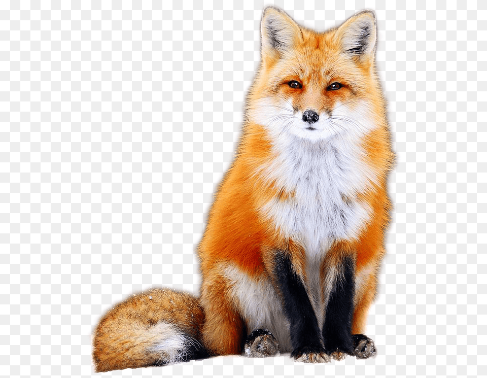 Fox Fox Image Nice Fox, Animal, Canine, Mammal, Red Fox Png