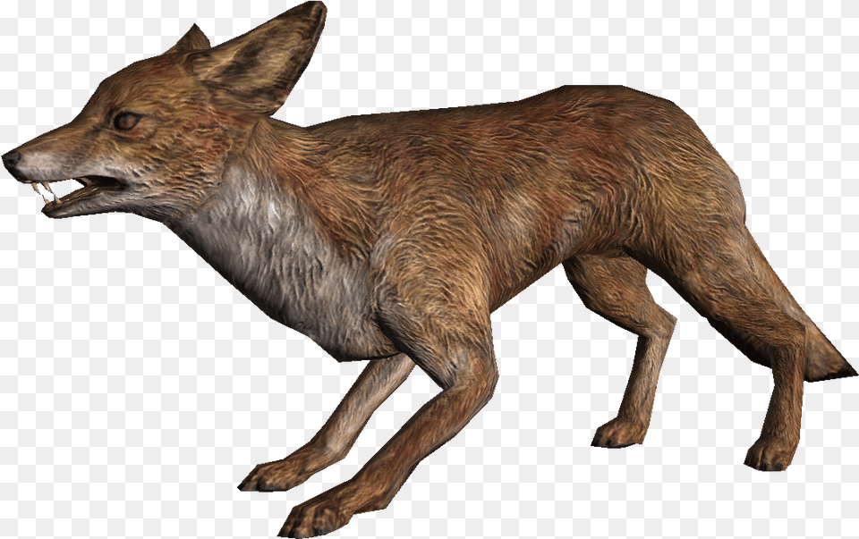 Fox Fox Skyrim, Animal, Coyote, Mammal, Bird Png Image