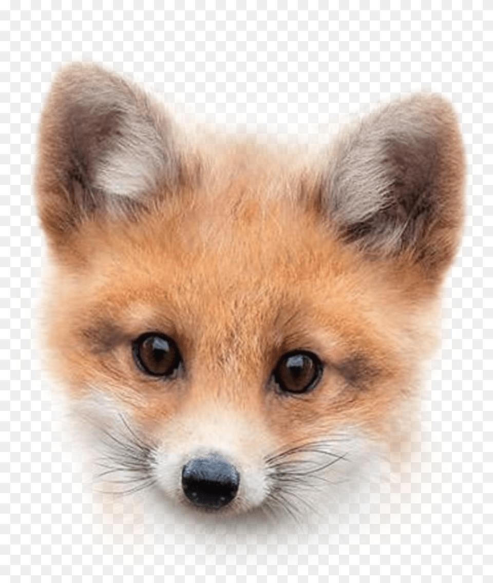Fox Foxface Sticker By Donna A4 Nursery Baby Animal, Canine, Dog, Mammal, Pet Png