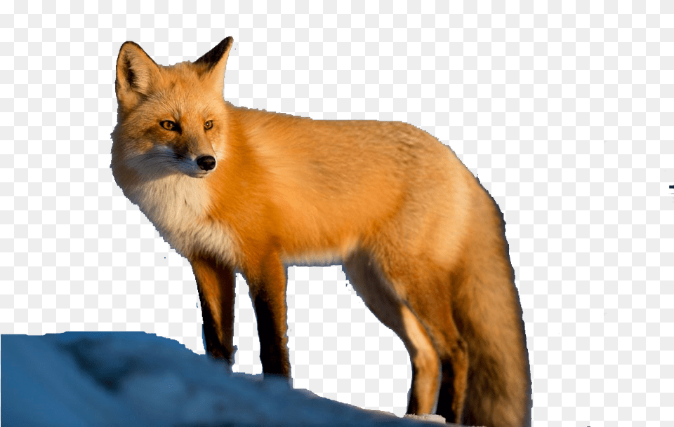 Fox Background Red Fox, Animal, Mammal, Wildlife, Canine Free Transparent Png