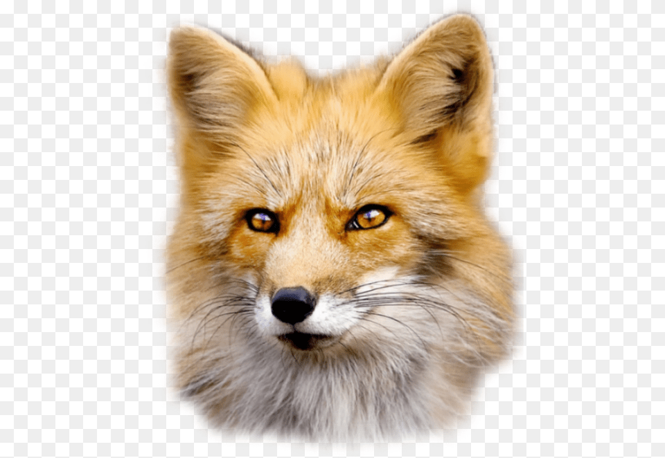 Fox Free Fur Wear Beautiful Animals And Ugly People, Animal, Canine, Mammal, Red Fox Png Image