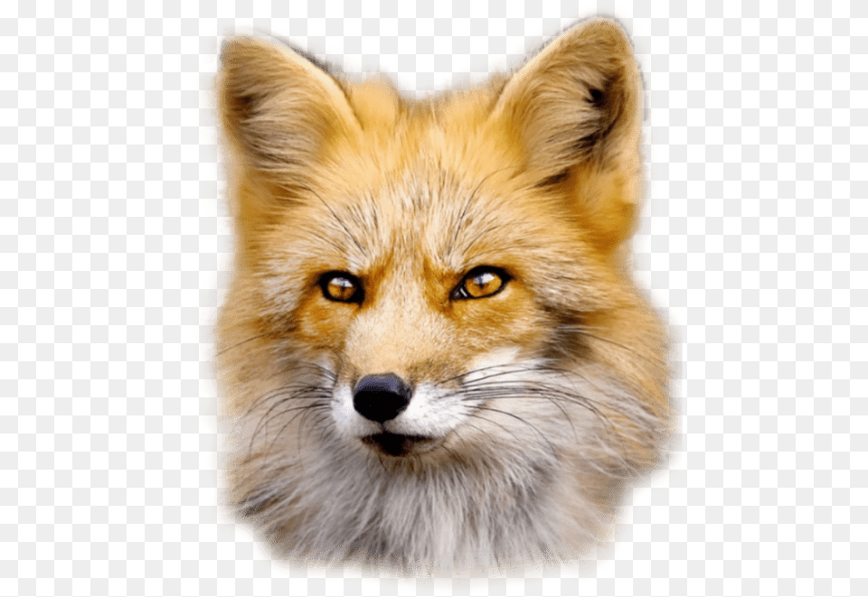 Fox Fur Is Worn By Beautiful Animals And Ugly People, Animal, Mammal, Wildlife, Canine Png Image