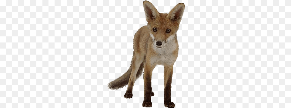 Fox Graphics, Animal, Canine, Kit Fox, Mammal Png