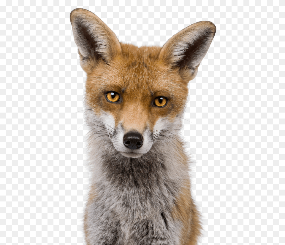 Fox Head White Background, Animal, Canine, Mammal, Red Fox Png
