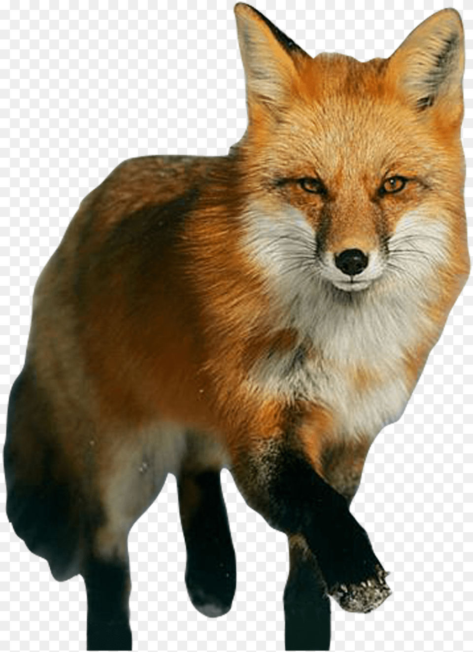 Fox Image Available To Fox, Animal, Canine, Mammal, Red Fox Free Png Download