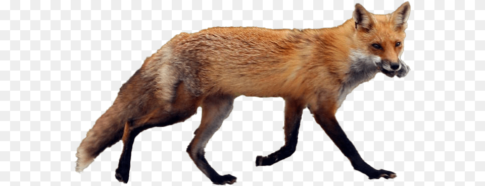 Fox Red Fox, Animal, Canine, Dog, Mammal Png Image