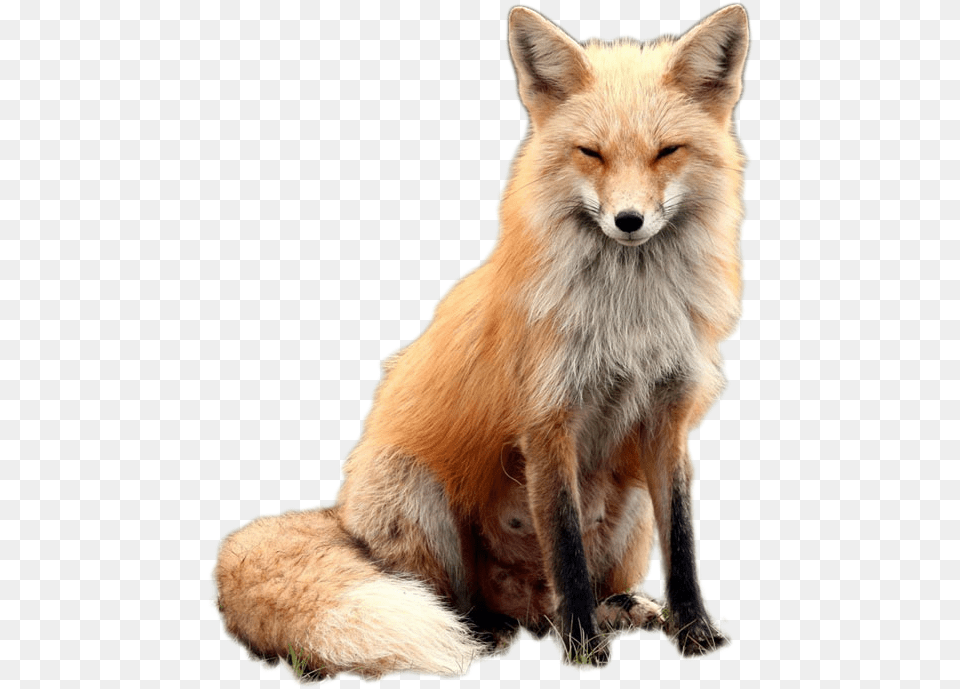 Fox Image Red Fox With Glasses, Animal, Canine, Dog, Mammal Free Transparent Png