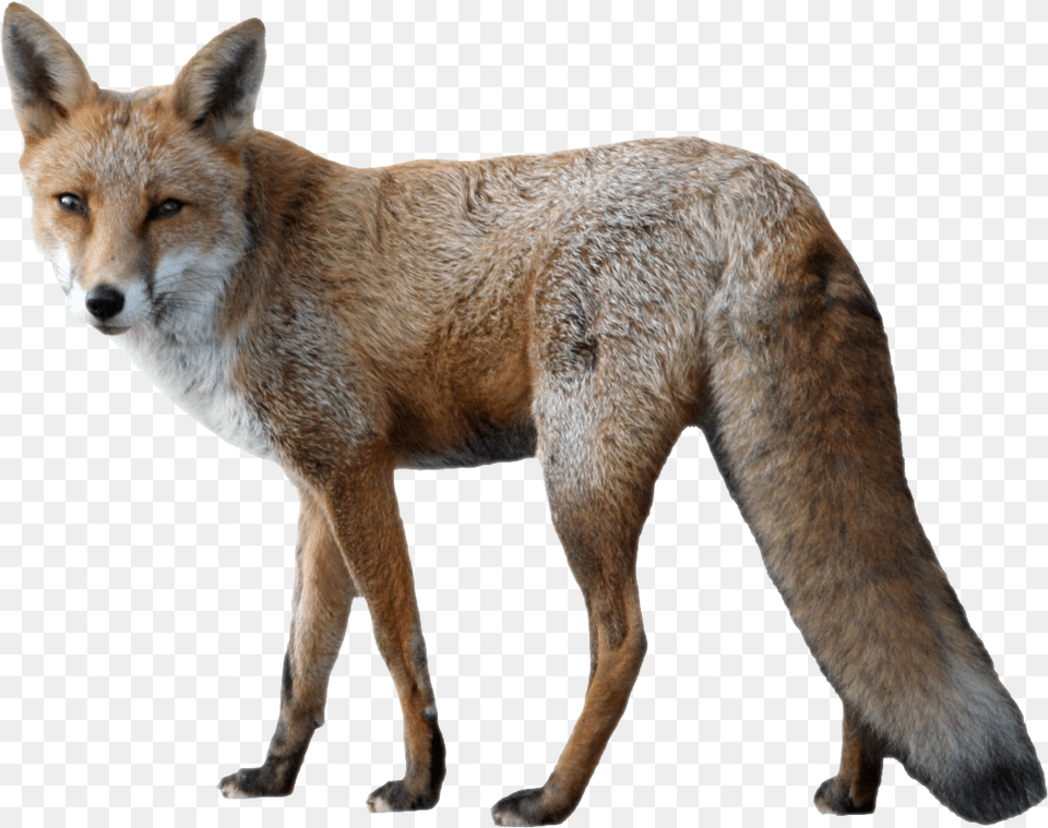 Fox Image Background Fox, Animal, Canine, Dog, Mammal Free Transparent Png