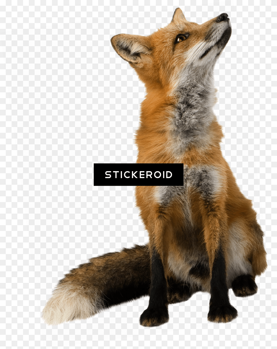 Fox Images Transparent Background Transparent Backgrounds Transparent Clipart Fox, Animal, Mammal, Wildlife, Canine Free Png Download