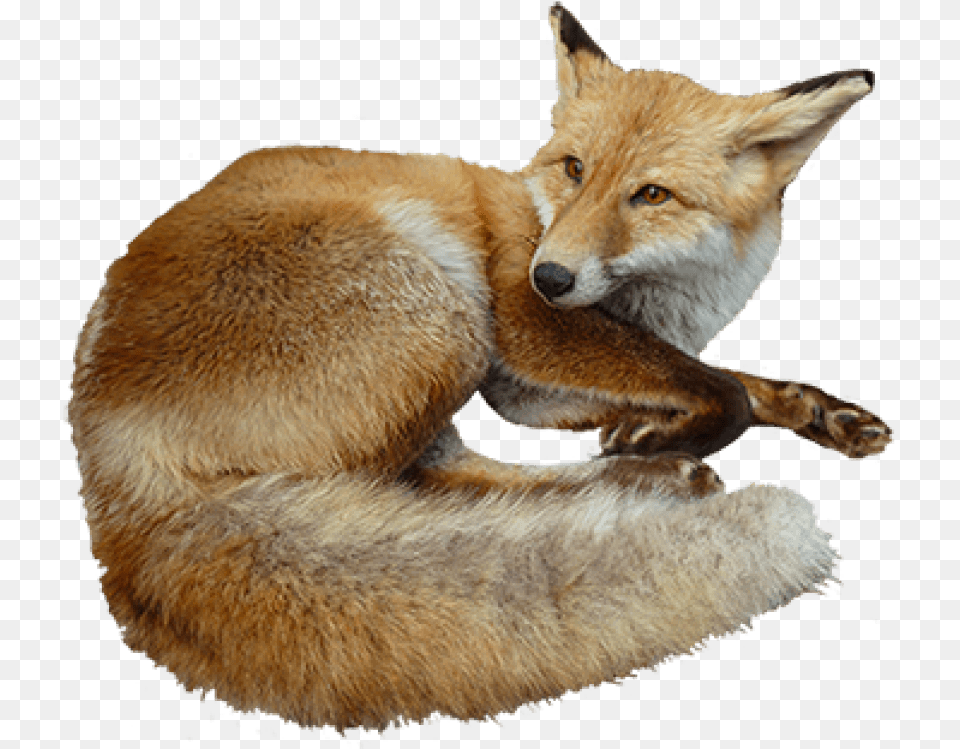 Fox Images Transparent Clipart Animals Real, Animal, Canine, Mammal, Red Fox Free Png Download