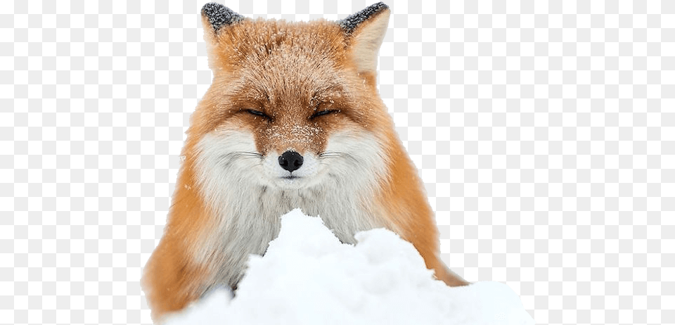 Fox In Snow Photography, Animal, Canine, Mammal, Red Fox Free Transparent Png