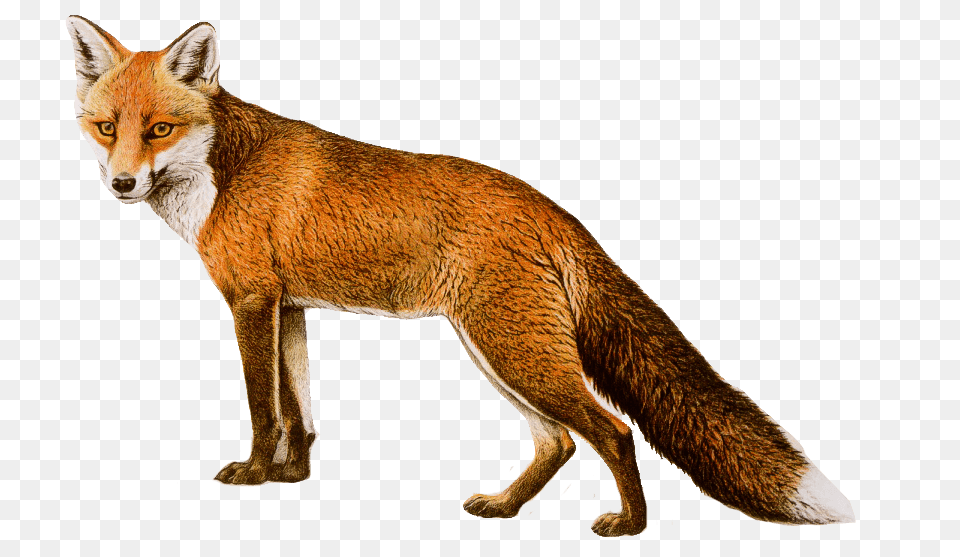 Fox Left, Animal, Mammal, Wildlife, Canine Png Image