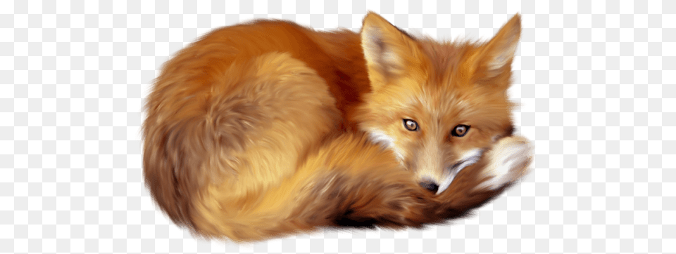 Fox Lying Down, Animal, Canine, Mammal, Red Fox Png