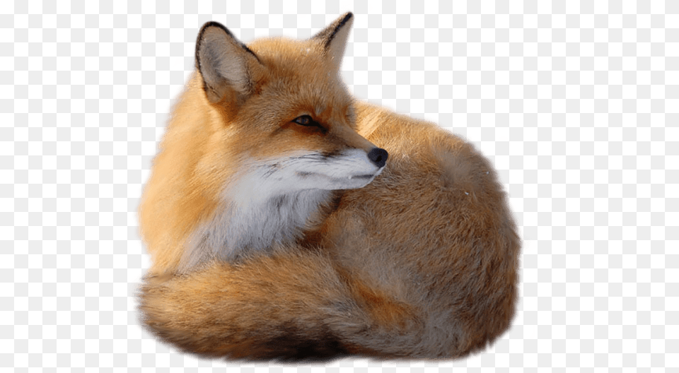 Fox Lying Down Right, Animal, Mammal, Wildlife, Canine Free Png Download