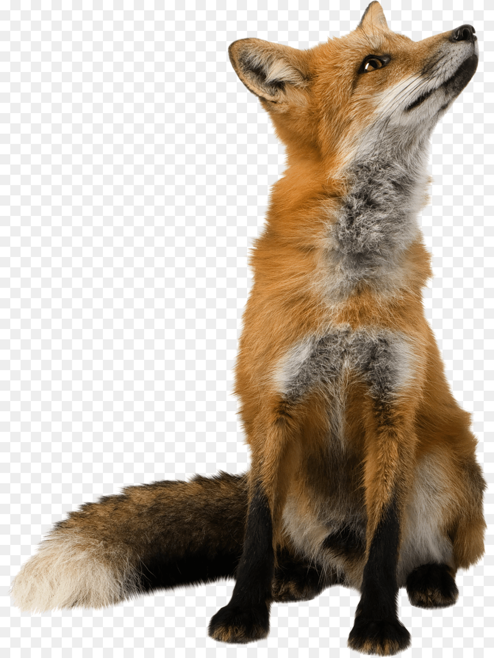 Fox Other Side Fox, Animal, Mammal, Wildlife, Canine Free Png