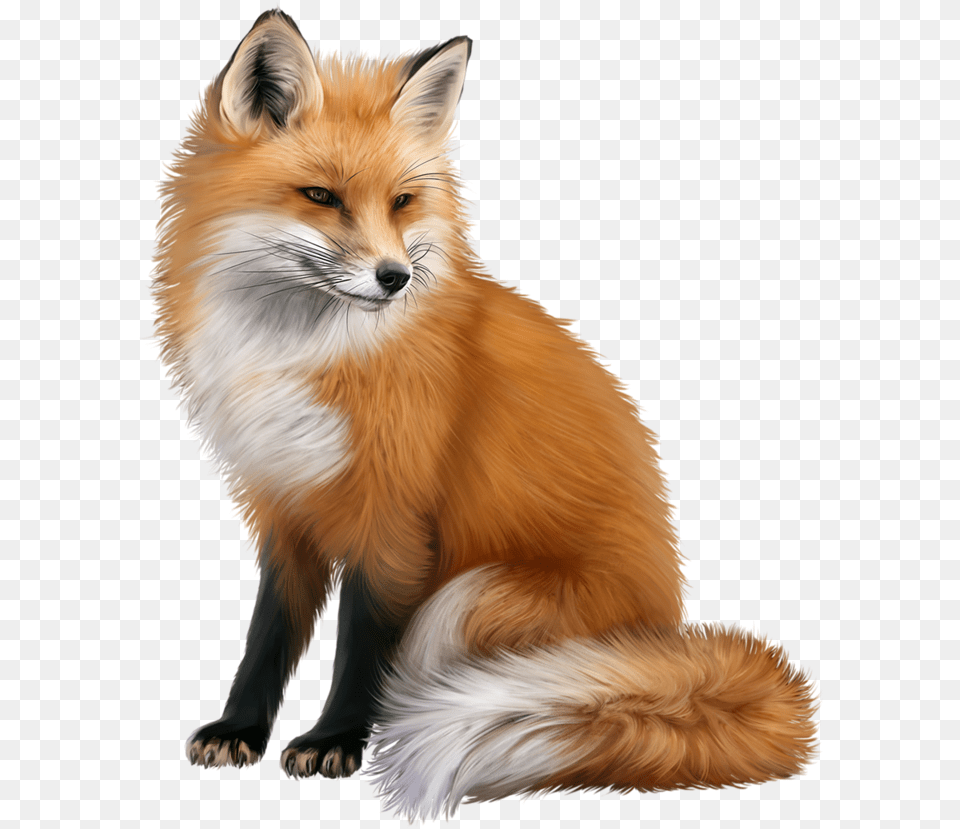 Fox Photo Fox, Animal, Canine, Dog, Mammal Free Png