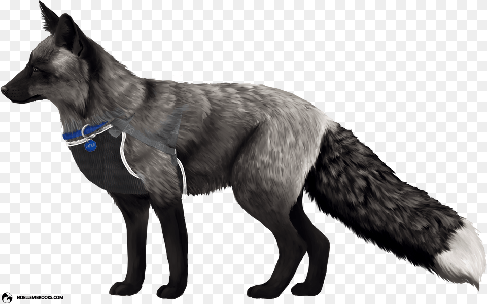 Fox Pictures Background, Animal, Bird, Mammal, Coyote Free Transparent Png