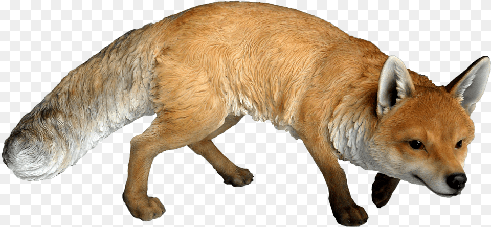 Fox Real Woodland Animals, Animal, Canine, Dog, Mammal Free Png Download