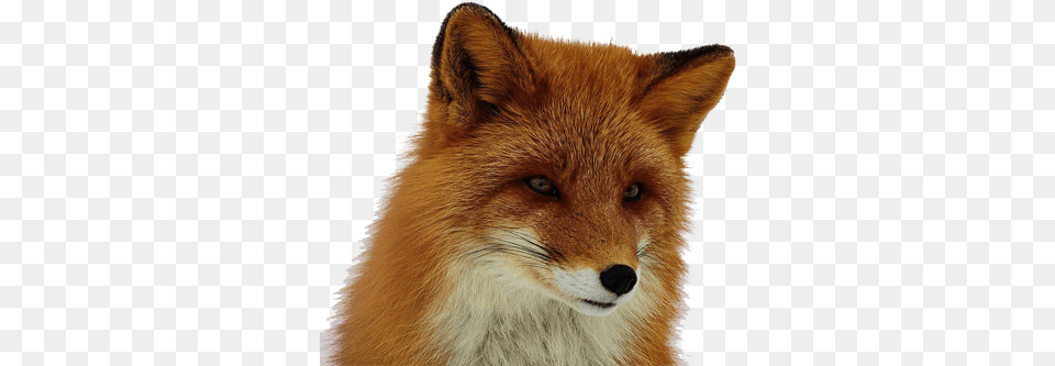 Fox Red Fox, Animal, Canine, Mammal, Red Fox Png Image