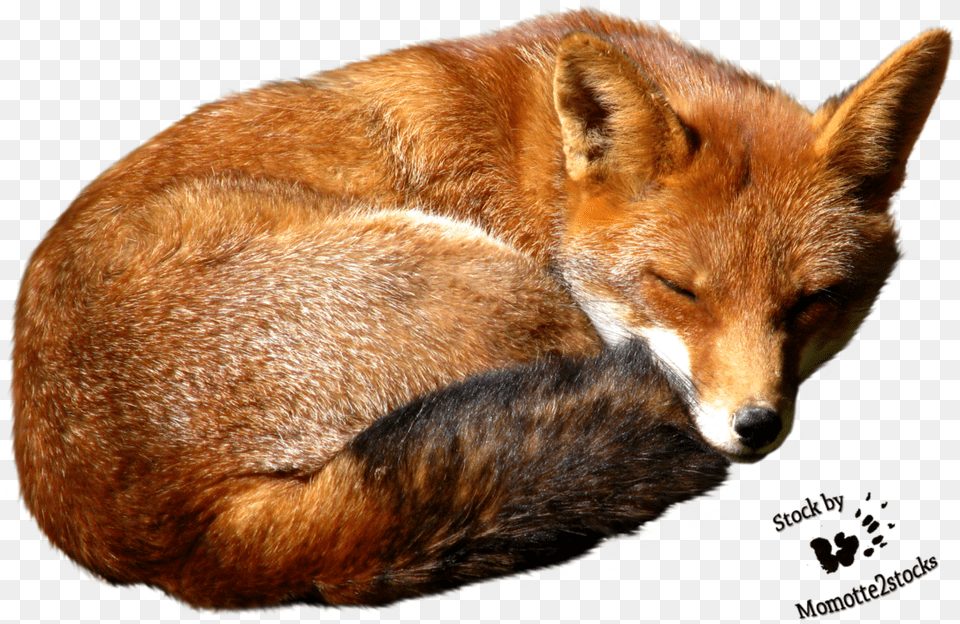 Fox Red Fox, Animal, Canine, Dog, Mammal Free Png