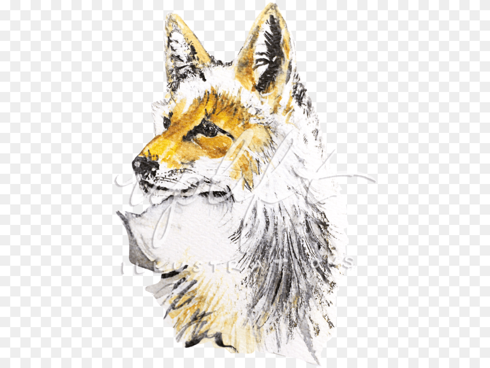 Fox Red Fox, Animal, Coyote, Mammal, Wildlife Png Image