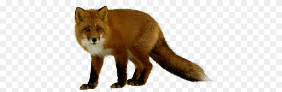 Fox Renard, Animal, Canine, Mammal, Red Fox Png Image