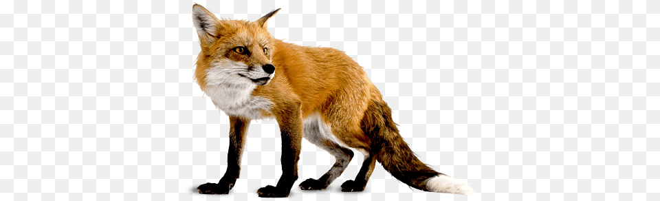 Fox Right, Animal, Canine, Mammal, Red Fox Png Image