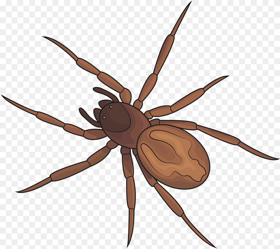 Fox Spider, Animal, Invertebrate Free Png Download