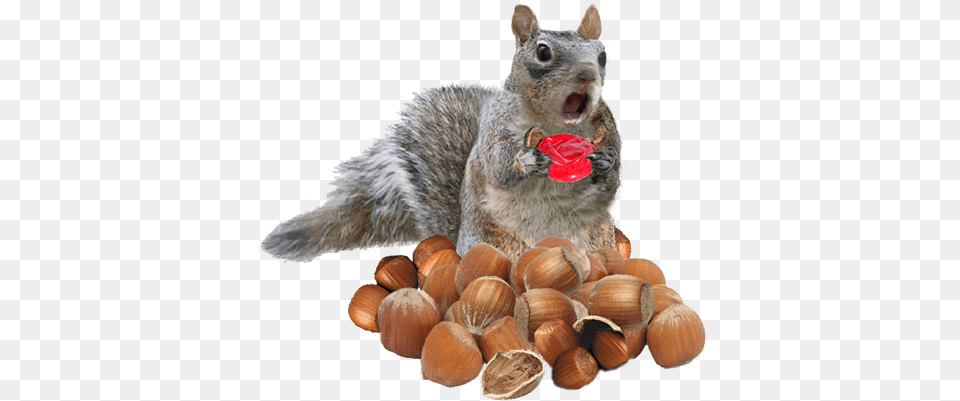 Fox Squirrel, Food, Nut, Plant, Produce Free Png Download