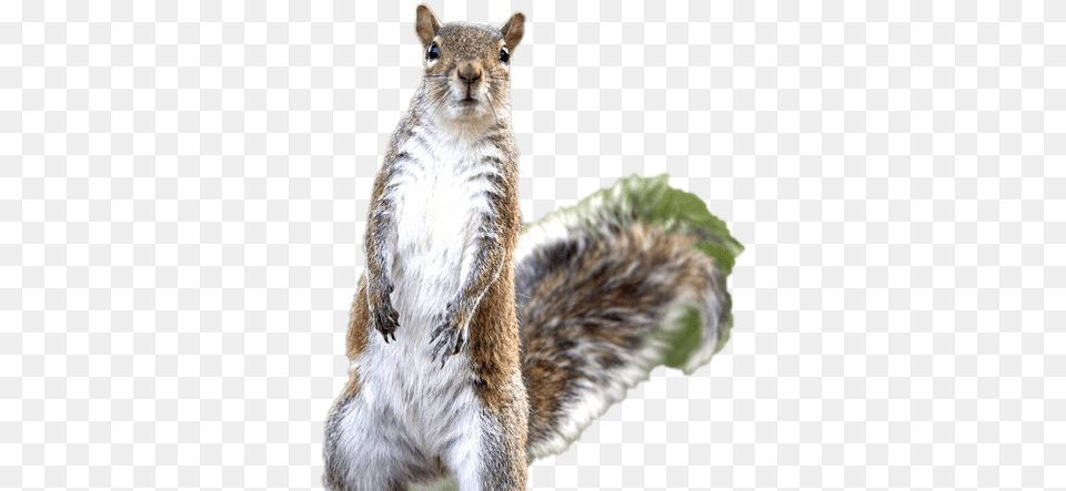 Fox Squirrel, Animal, Mammal, Rodent, Rat Free Png