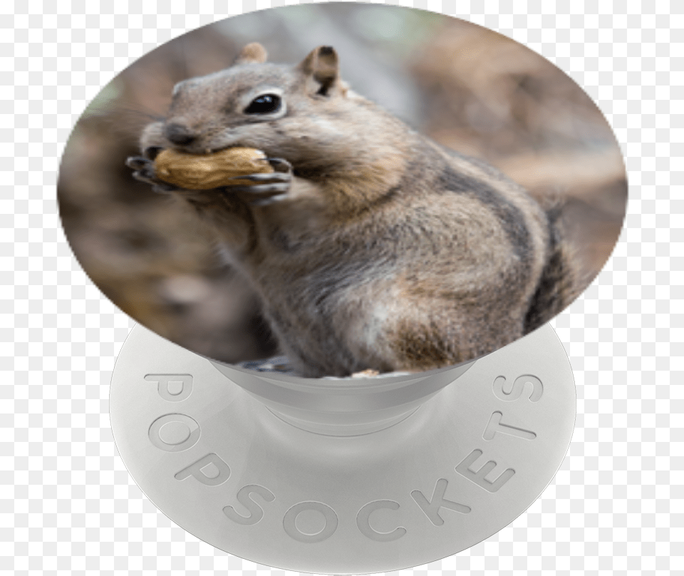 Fox Squirrel, Animal, Mammal, Rat, Rodent Png