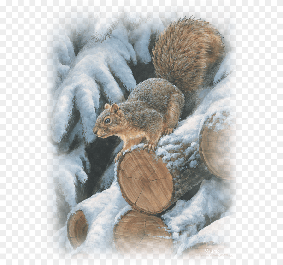 Fox Squirrel, Lumber, Wood, Plant, Tree Free Png Download