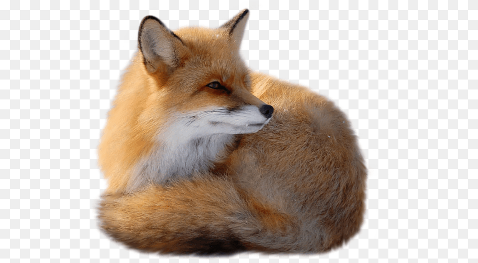 Fox Transparent Images Fox, Animal, Mammal, Wildlife, Canine Free Png Download